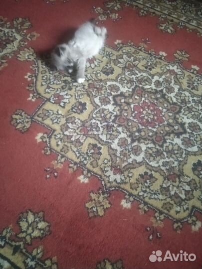 Котятки в добрые руки