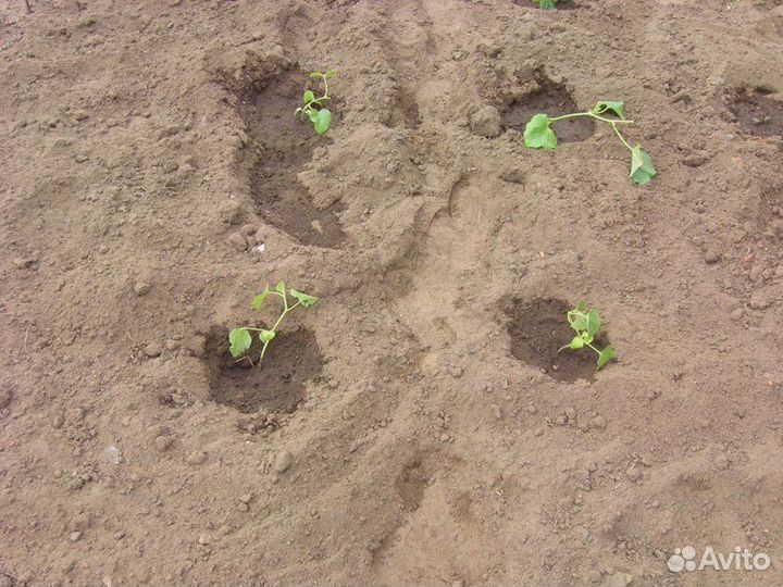 Грунт растительный