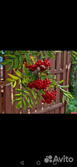 Рябина саженцы от 40см до 2,5м