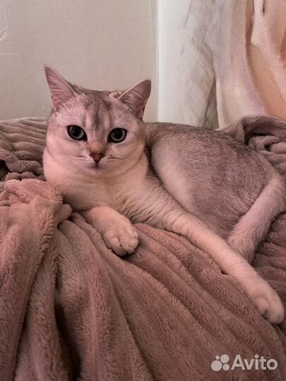 Ищем кота на вязку