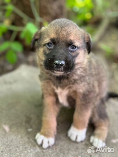 Щенки в добрые руки