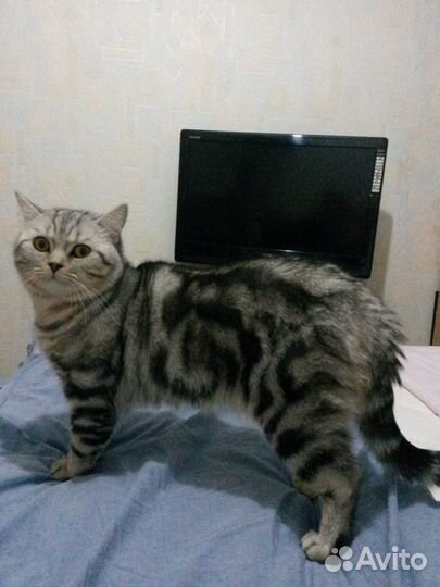 Вязка.Шотландский Скоттиш страйт