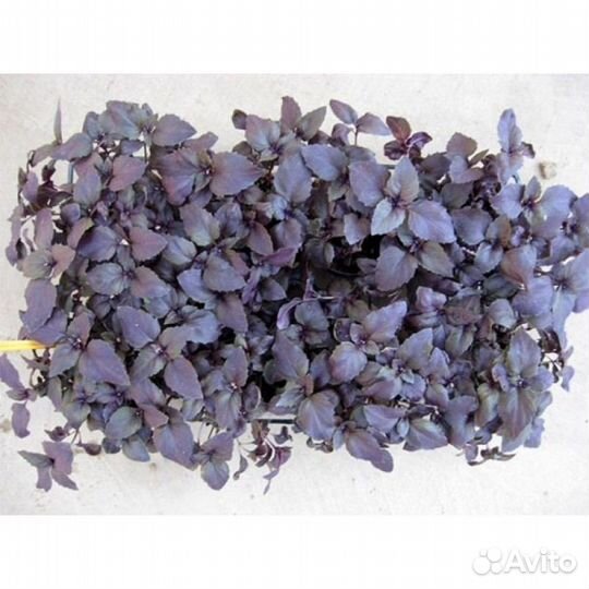 Семена для микрозелени