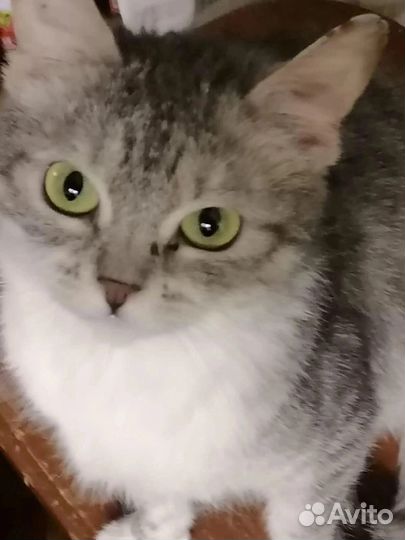 Кошечка Тася