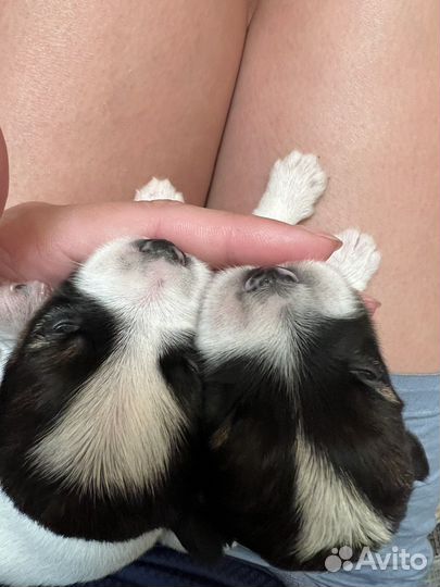 Джек Рассел терьер