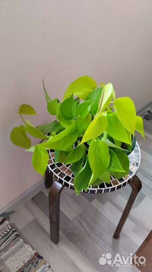 Эпипремнум Неон