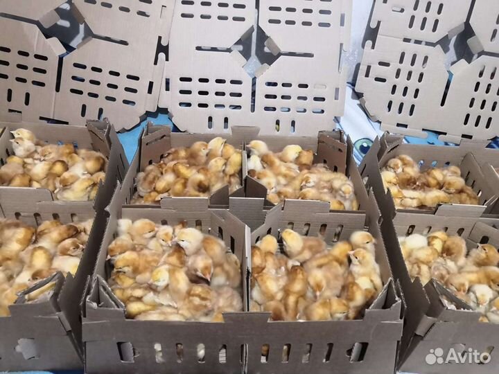 Цыплята несушки Ломанн сортированные