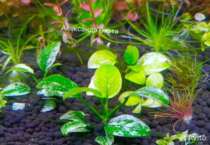 Аквариумные растения