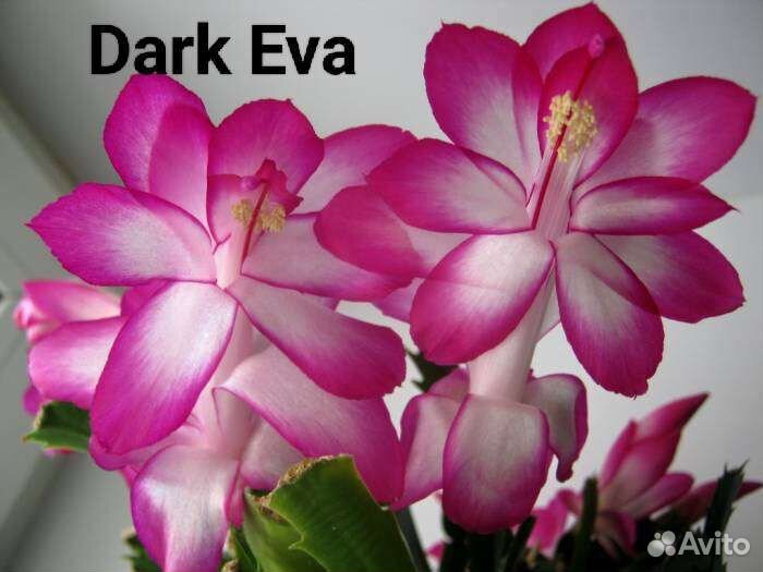 Шлюмбергеры сортовые