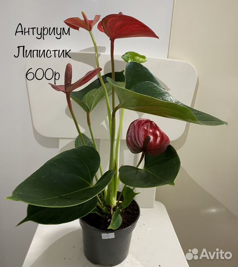 Антуриум Липистик