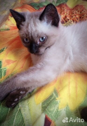 Отдам в добрые руки