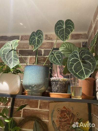 Растения бесплатно - Своп