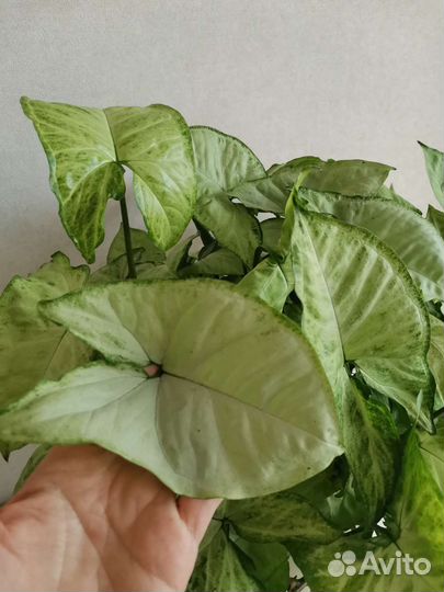 Сингониум Белая Бабочка (White Butterfly)