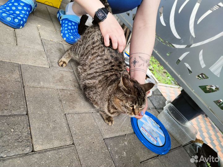 Котята в добрые руки бесплатно