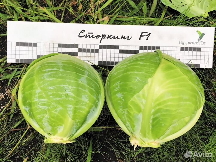 Семена капусты Стортинг F1