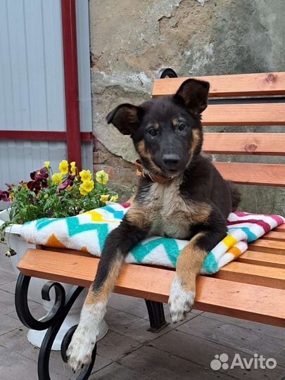 Щенок в добрые руки