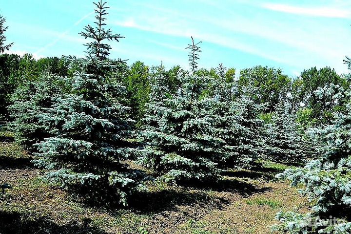 Голубая ель с доставкой