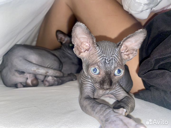 Котятки сфинксята девочки