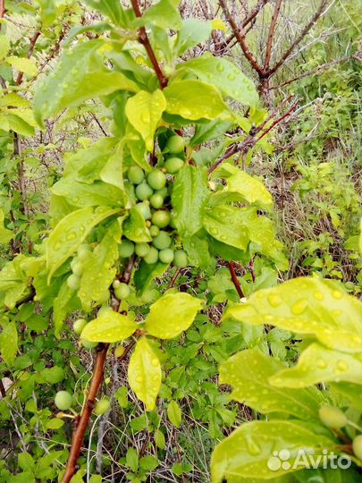 Саженцы сливы