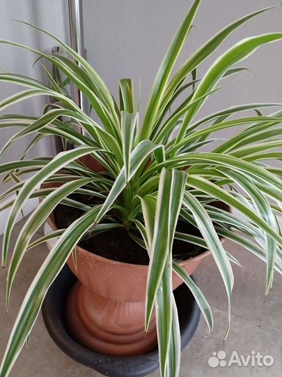 Хлорофитум