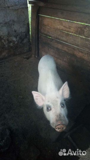 Хряк породы вьетнамской вислобрюхой