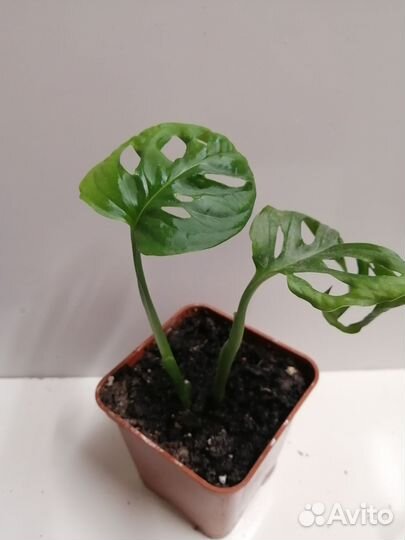 Монстера Манки