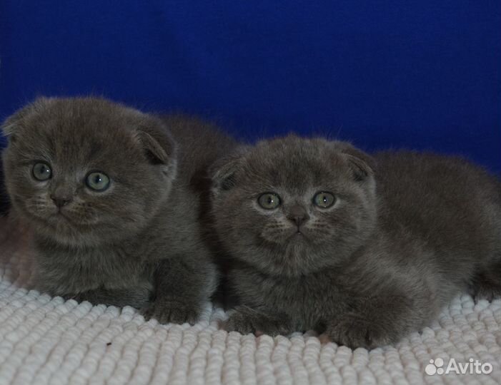 Вислоухие котята, голубые