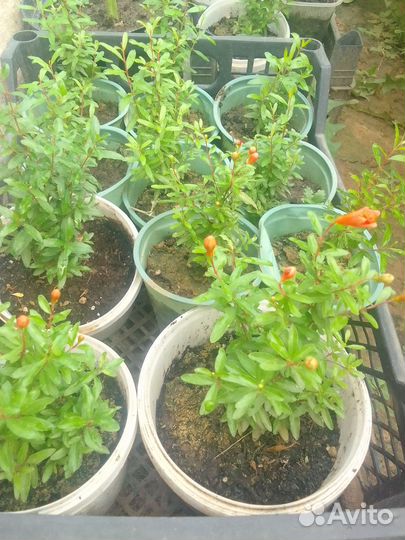 Гранат комнатный мини