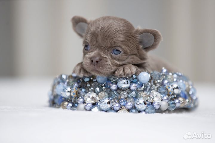 Шикарные Щенки Чихуахуа девочки и мальчики