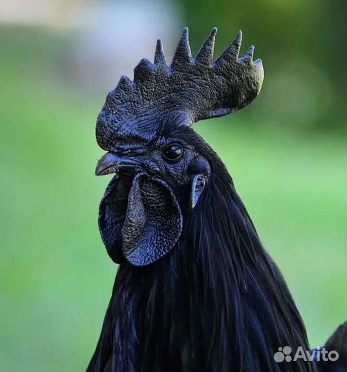 Черные Куры и Петухи Доставлю