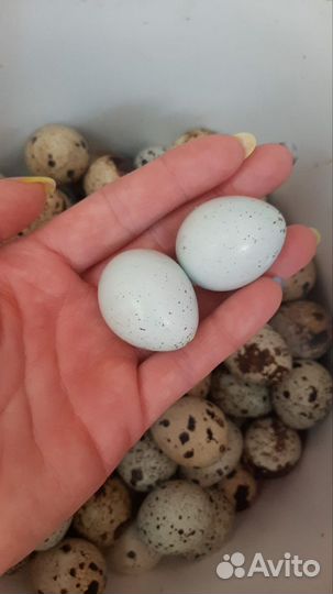 Яйца перепелиные домашние