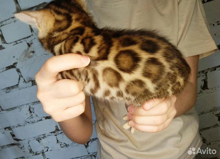 Манчкины коротколапые