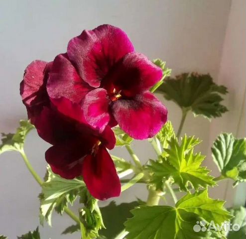 Герань пеларгония королевская