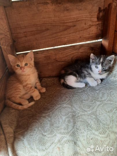 Отдам котят,мальчик и девочка кушают сами 1 месяц