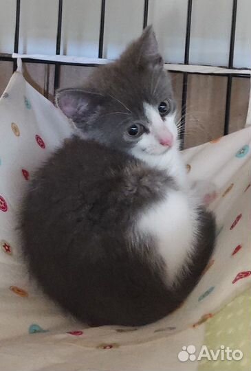 Две красивенные мелочушки 1,5 мес