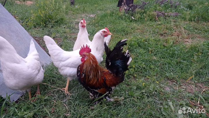 Карликовый петух