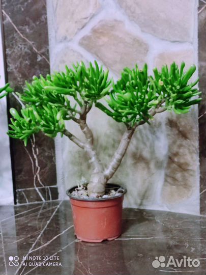 Крассула толстянка денежные деревья,хоббиты