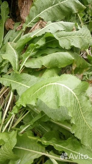 Корень хрена