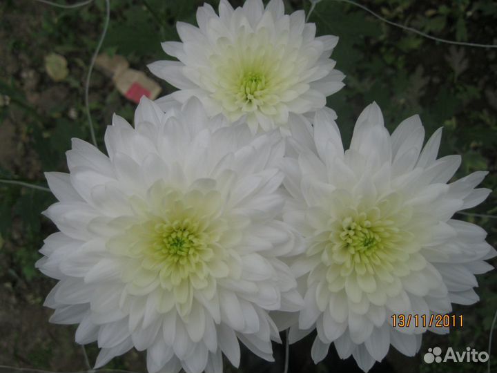 Хризантема