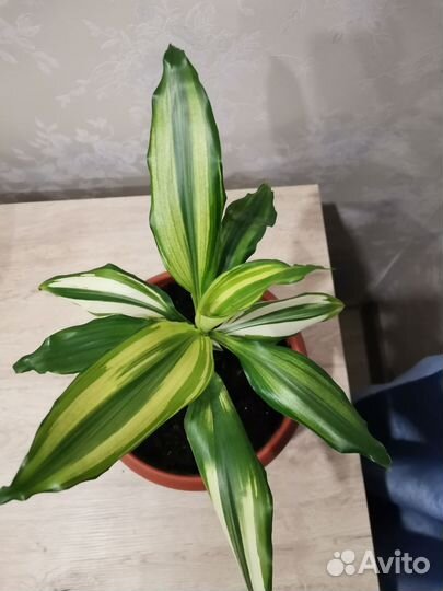 Драцена деремская