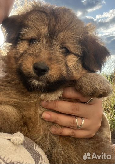 Щенки в добрые руки