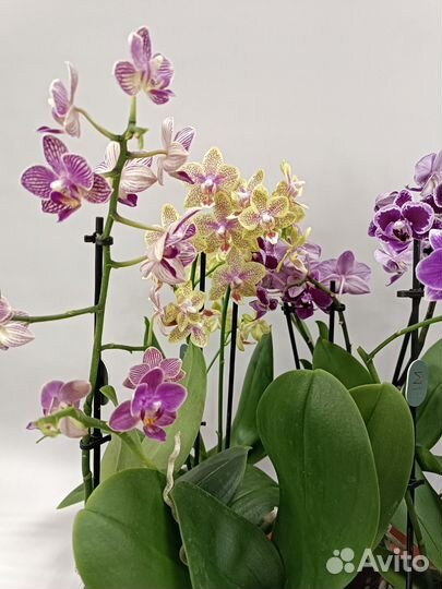 Орхидеи фаленопсис миди
