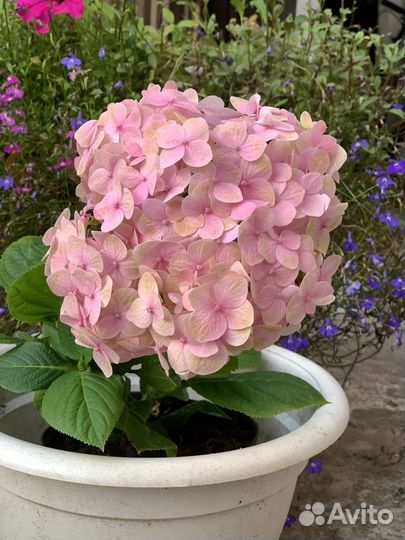 Гортензия крупнолистная