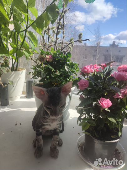 Донской сфинкс котята