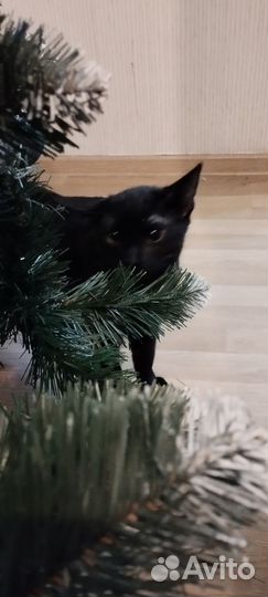 Кот на вязку