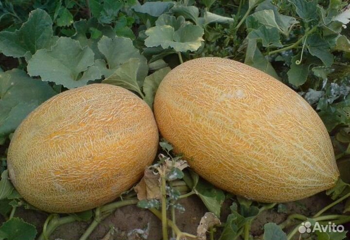 Продам рассаду арбузов, дыни