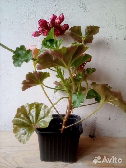 Герань (пеларгония)