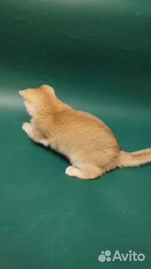 Пушистые друзья