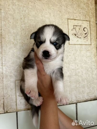 Щенки сибирской хаски