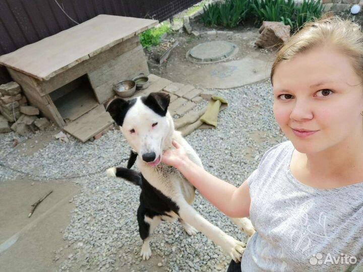 Собака в добрые руки